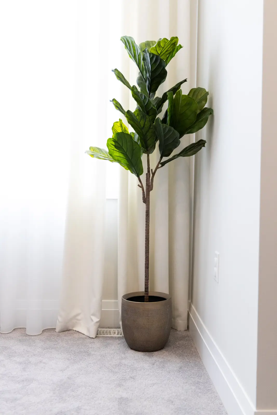Fiddle-leaf fig beside white curtains in the office of a Richmond Hill townhouse